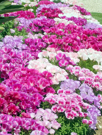 Petunia flower in park of Ramat Gan, Israel, April 16, 2005の写真素材