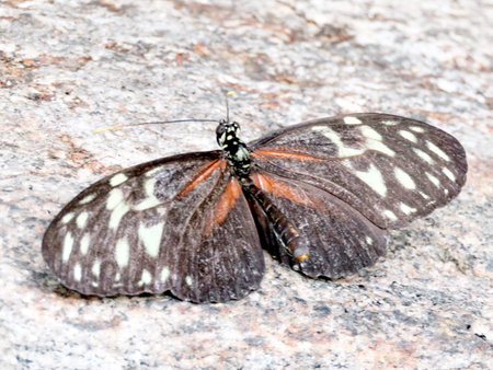 Hecale Longwing in garden of Niagara Falls, Canada, July 16, 2016
