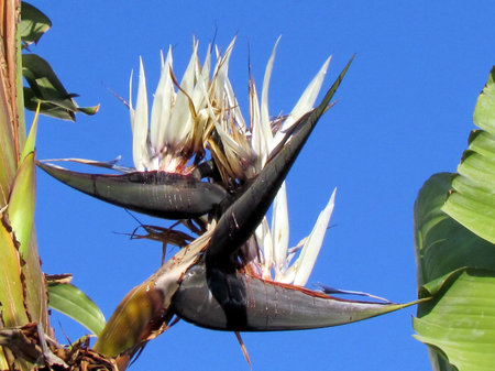 Banana flowers in Or Yehuda, Israel, May 10, 2011の写真素材