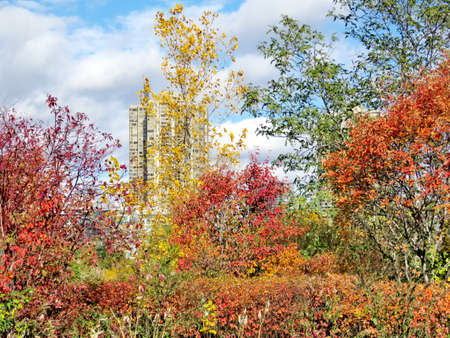 Autumn in Humber Bay Park on bank of the Lake Ontario in Toronto, Canada, November 4, 2016                               の写真素材