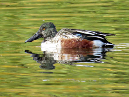 Northern Shoveler on the Lake Ontario in Toronto, Canada, November 4, 2016の写真素材