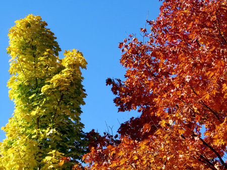 Beautiful autumn in Thornhill, Canada, November 6, 2016