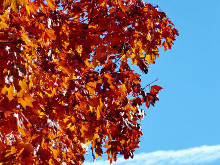 The beautiful autumn in Thornhill, Canada, November 6, 2016