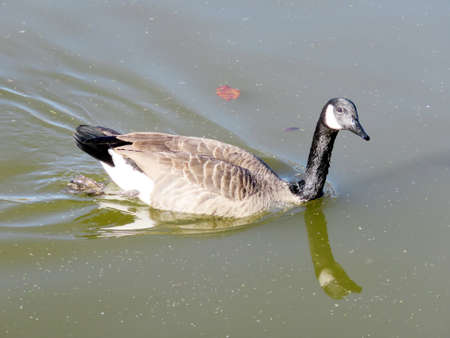 Canadian goose on the Oakbank Pond in Thornhill, Canada, November 6, 2016の写真素材