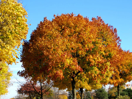 Beautiful autumn trees in Toronto, Canada, November 10, 2016