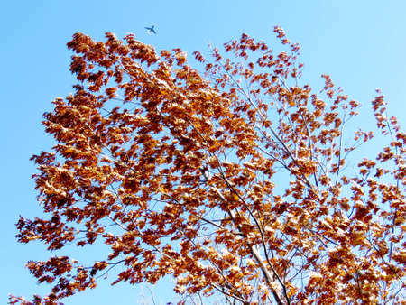 The autumn tree in Toronto, Canada, November 10, 2016の写真素材