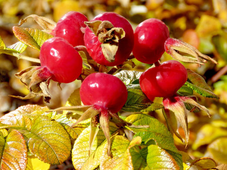 Autumn rosehip in Thornhill, Canada, November 17, 2016