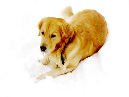 Dog in the snow in Thornhill, Canada, December 17, 2016の写真素材