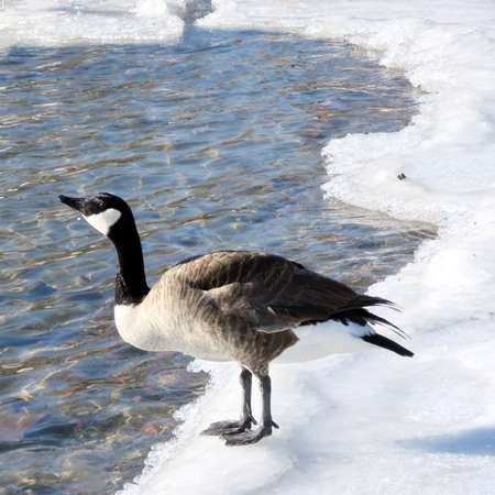 The goose on the ice near a shore of the Lake Ontario in Toronto, Canada, January 6, 2017の写真素材