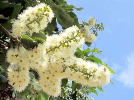 Flowers of Eucalyptus torelliana tree in Or Yehuda, Israel, May 31, 2011の写真素材