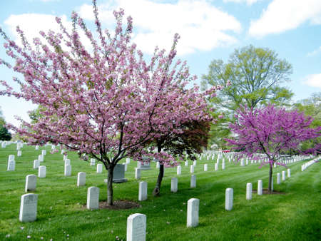 Blossom trees on the Arlington National Cemetery in Arlington, USA, April 9, 2010のeditorial素材