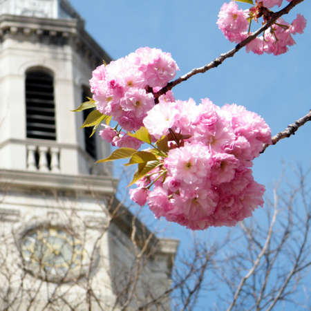 Sakura and Presbyterian Church in Washington, USA, April 7, 2010の写真素材