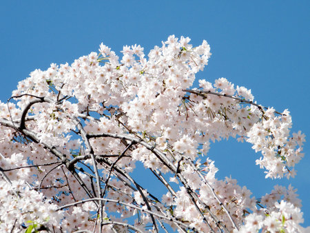 Cherry blossom branchs in Washington, USA, April 7, 2010