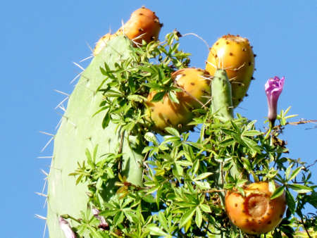 Sabra Cactus in Or Yehuda, Israel, January 10, 2010の写真素材