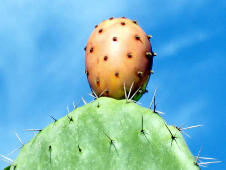 Sabra Cactus fruit in Or Yehuda, Israel, January 10, 2010の写真素材