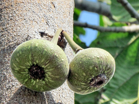 Fig fruit on a tree in Neve Monosson, Israel, March 23, 2012