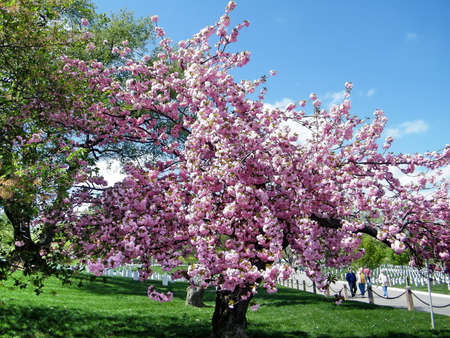 The sakura blossom tree on the Arlington National Cemetery in Arlington, USA, April 9, 2010のeditorial素材