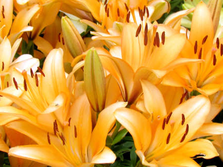 The orange lily flowers in garden in Toronto, Canada, July 12, 2014の写真素材