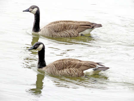 Pair of canadian geese on the Potomac River near Washington, USA, March 26, 2017の写真素材