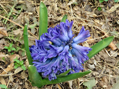 Blue Gypsy Queen flower in Mclean, USA, March 25, 2017のeditorial素材