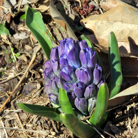 Gypsy Queen in Mclean, USA, March 22, 2017のeditorial素材