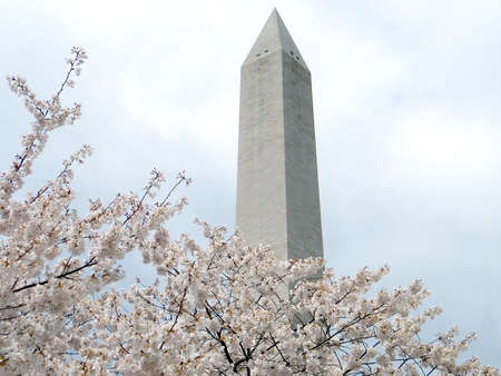 Cherry  Blossoms and Washington Monument in Washington DC, 1 April 2011 USAのeditorial素材