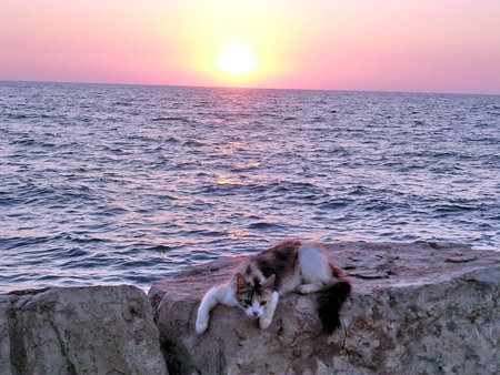 Cat on  bank of Haifa Bay of the Mediterranean at sunset in Haifa, Israel, June 25, 2003の写真素材
