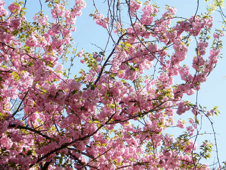Sakura blossom in Tysons Corner, USA, April 10, 2010のeditorial素材
