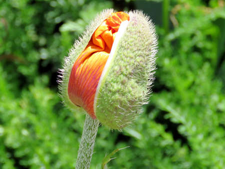 Bud of poppy flower in High Park of Toronto, Canada, June 1, 2017のeditorial素材