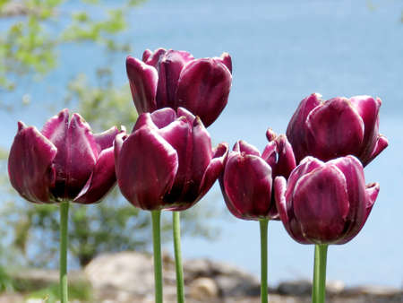 Beautiful tulips in Humber Bay Park on bank of the Lake Ontario in Toronto, Canada, June 1, 2017のeditorial素材