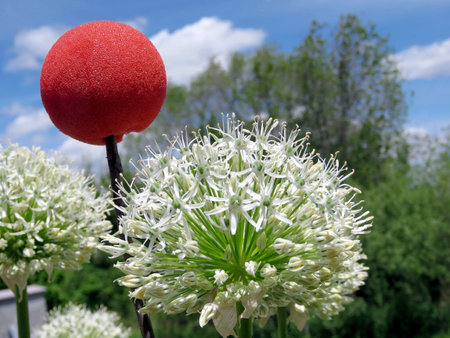 White Agapanthus and red ball in Humber Bay Park on bank of the Lake Ontario in Toronto, Canada,...