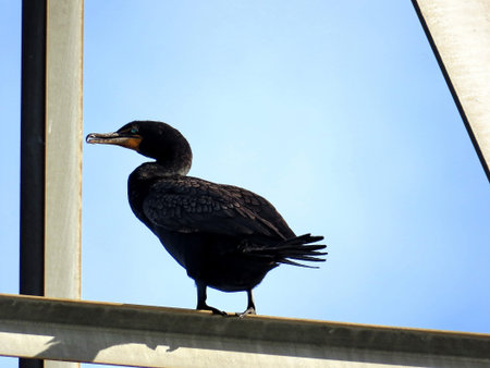 Cormorant on the power transmission tower in Toronto, Canada, June 3, 2017の写真素材