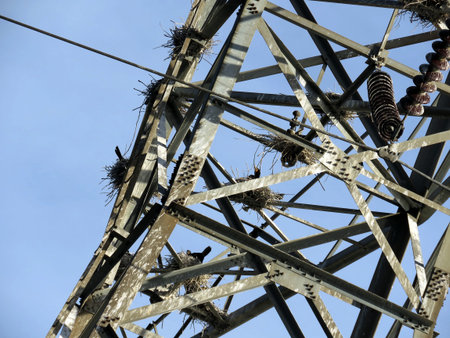 Nests of Cormorant on the power transmission tower in Toronto, Canada, June 3, 2017の写真素材