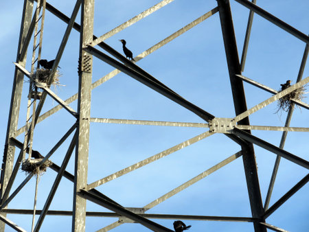 Cormorants on the power transmission tower