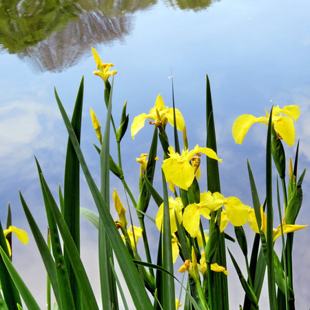Water irises