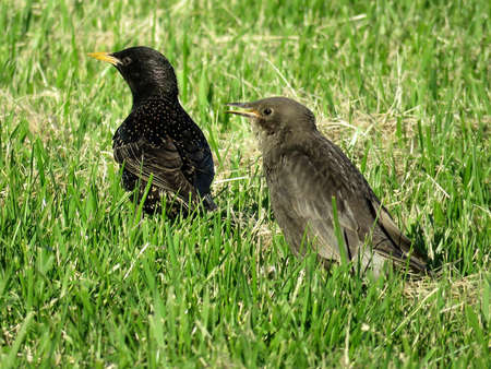 Adult and young starlings in Toronto, Canada, June 7, 2017の写真素材
