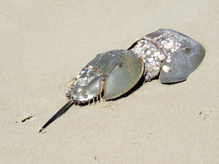 Two Horseshoe crabs on the South Bethany Beach in Delaware, 8 May 2016 Usa                          ...