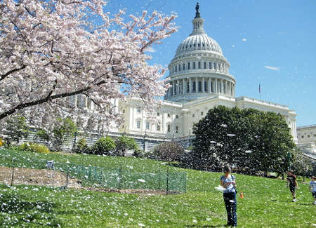 The gentle rain of Cherry Blossoms near Capitol in Washington DC, USAのeditorial素材