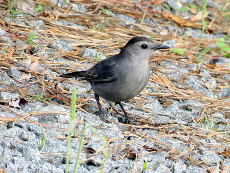 Gray Catbird in South Bethany, Usa, May 8, 2016の写真素材