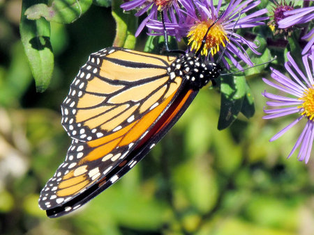 Monarch butterfly and flowers on shore of the Lake Ontario in Toronto, Canada, September 26, 2013