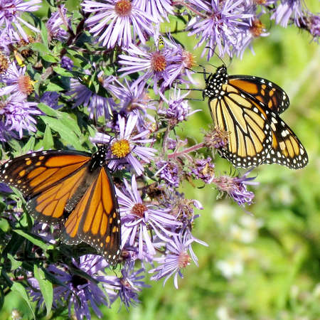 The carpet of Monarch butterfly and flowers on shore of the Lake Ontario in Toronto, Canada, October 9, 2013の写真素材