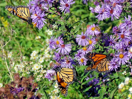 Carpet of Monarch butterflies and flowers on shore of the Lake Ontario in Toronto, Canada, October 9, 2013の写真素材