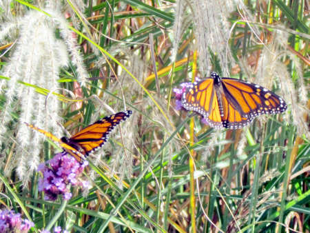 Two Monarch butterflies on shore of the Lake Ontario in Toronto, Canada, October 9, 2013の写真素材