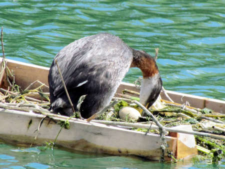 Red-necked grebe demolished the egg in nest on the Lake Ontario in Toronto, Canada, July 3, 2017のeditorial素材