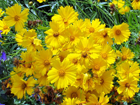 Yellow daisy on shore of the Lake Ontario in Toronto, Canada, July 3, 2017のeditorial素材