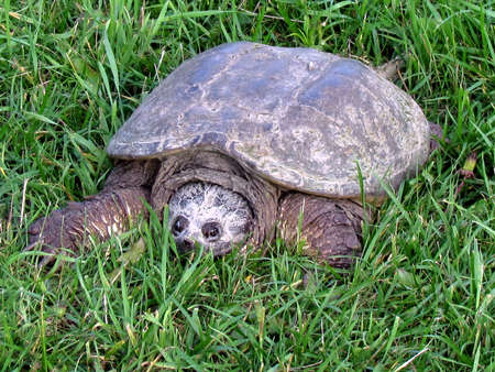 The turtle on the grass in Thornhill, Canada, July 2, 2017のeditorial素材
