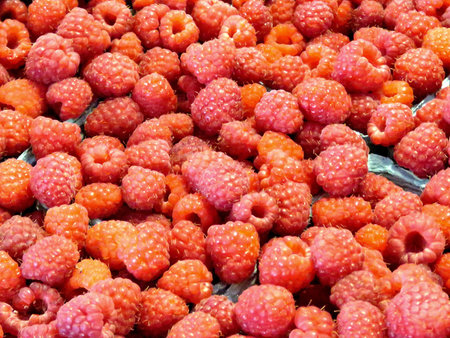 Raspberries on field in Markham, Canada, July 22, 2017
