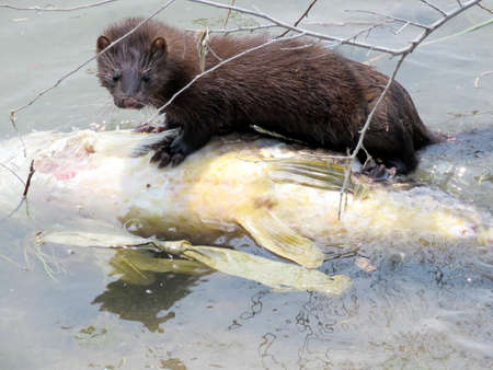 Lontra canadensis (North American river otter) eating fish on a shore of the Lake Ontario in Toronto, Canada, July 21, 2017の写真素材