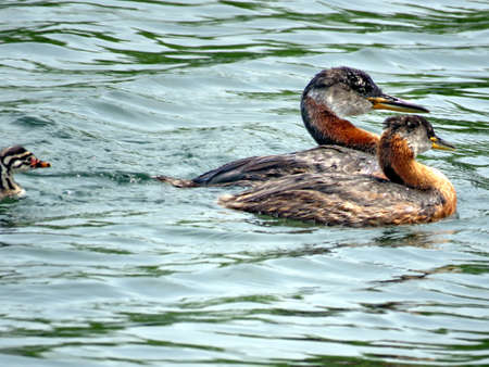 Family of red-necked grebe swimming on the Lake Ontario in Humber Bay Park of Toronto, Canada, July 21, 2017の写真素材