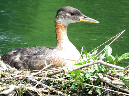 Red-necked grebe in a nest on the Lake Ontario in Humber Bay Park of Toronto, Canada, July 21, 2017のeditorial素材